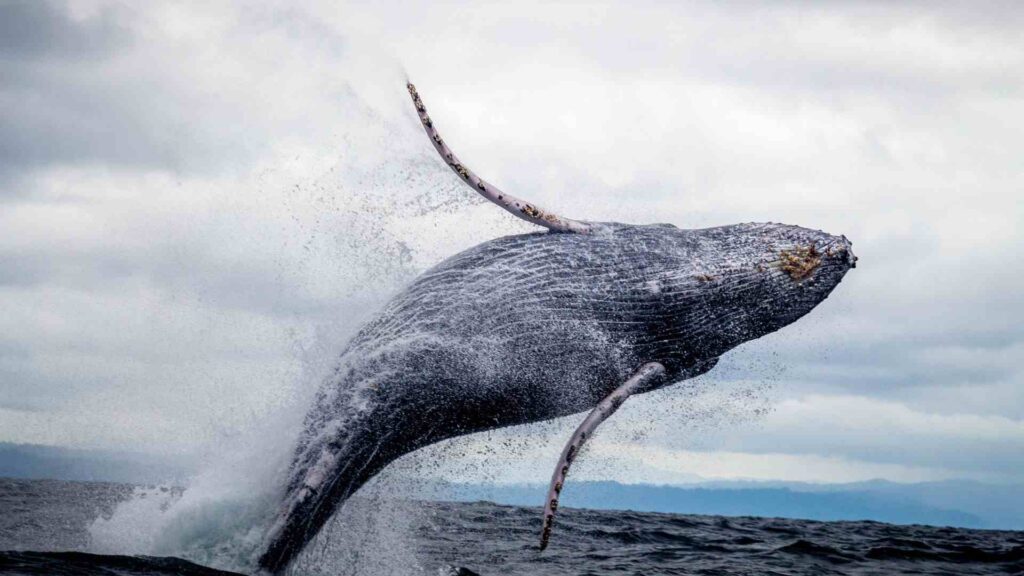 Best whale watching Tenerife