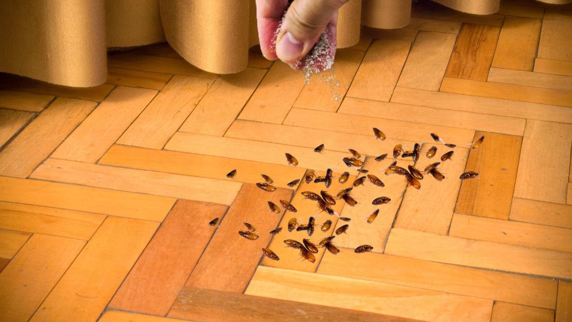 Does Salt Kill Fleas on Hardwood Floors
